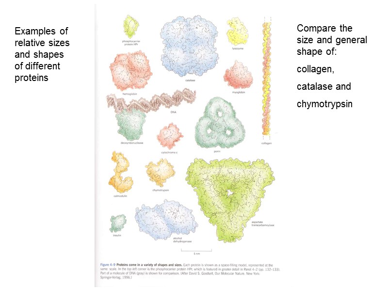 Examples of relative sizes and shapes of different proteins Compare the size and general